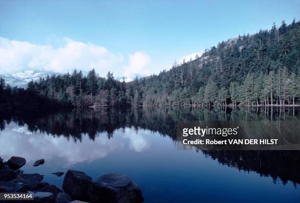 Forêt au bord d'un lac en mars 1980 en Colombie-Britannique au Canada.