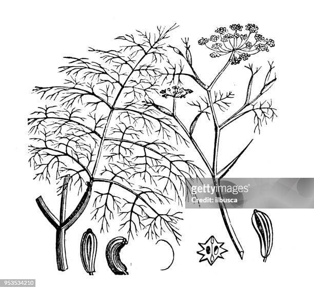 ilustraciones, imágenes clip art, dibujos animados e iconos de stock de botánica plantas antigua ilustración de grabado: hinojo - hinojo