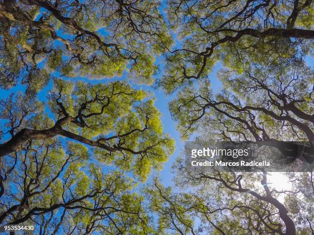 tree canopy in buenos aires - radicella stock-fotos und bilder