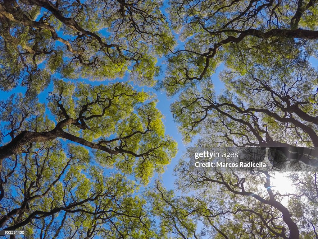 Tree canopy in Buenos Aires