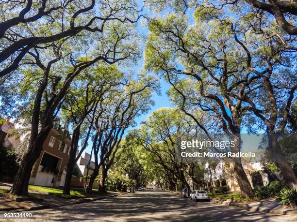 street at buenos aires with big trees - radicella stock-fotos und bilder