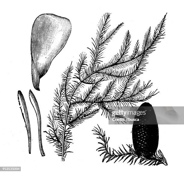 botany plants antique engraving illustration: great silver fir - silver fir tree stock illustrations