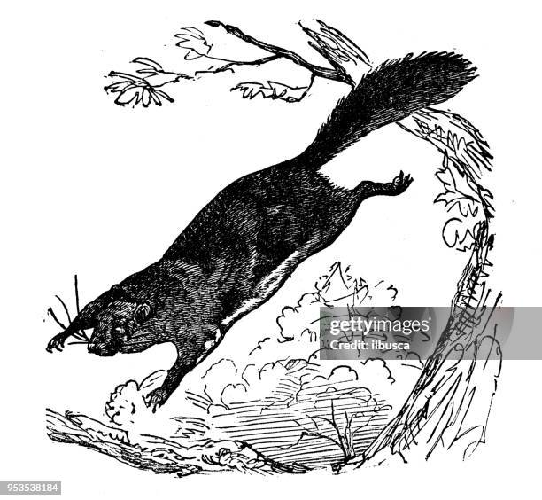 ilustraciones, imágenes clip art, dibujos animados e iconos de stock de animales antiguos ilustración grabado: ardilla voladora - ardilla