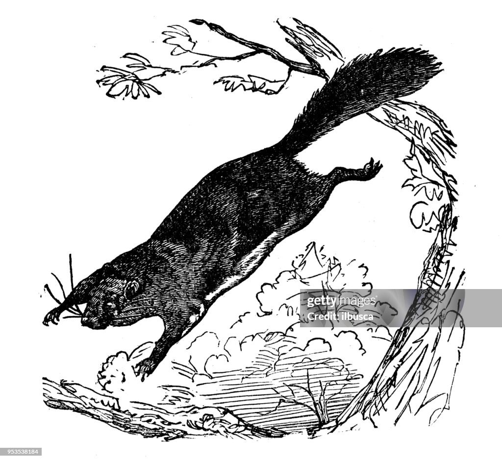 Animals antique engraving illustration: Flying Squirrel