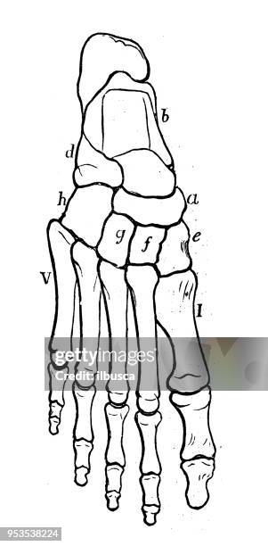 仿古雕刻插圖: 腳骨 - foot bones 幅插畫檔、美工圖案、卡通及圖標