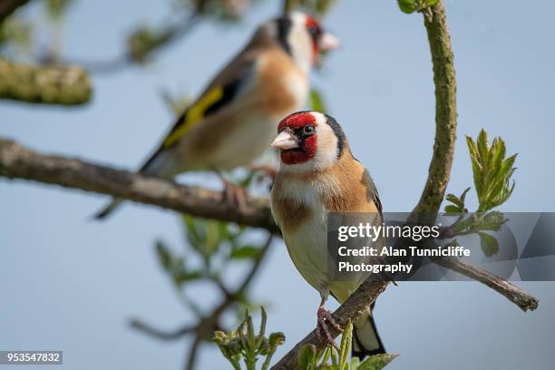 goldfinch on branch - finch 個照片及圖片檔