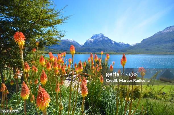 bariloche, patagonia argentina - radicella stock pictures, royalty-free photos & images
