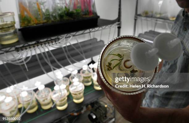 Robert Roscow Jr, director of genetic research, right, works with plant tissue cultures and clones in the Industrial Hemp Propagation Lab at Ebbu, on...