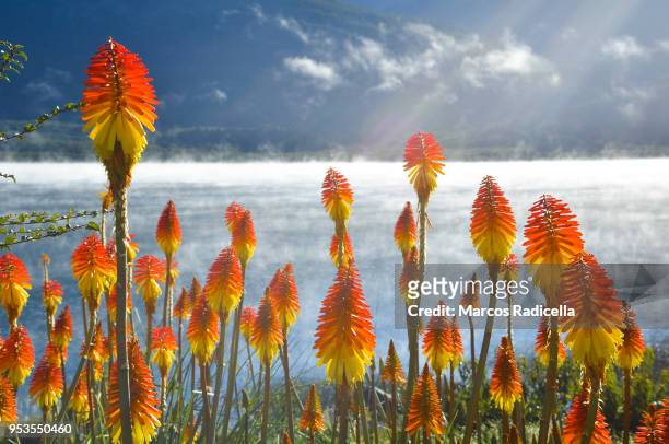bariloche, patagonia argentina - radicella stock pictures, royalty-free photos & images