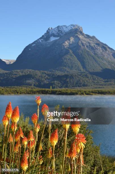 bariloche, patagonia argentina - radicella stockfoto's en -beelden