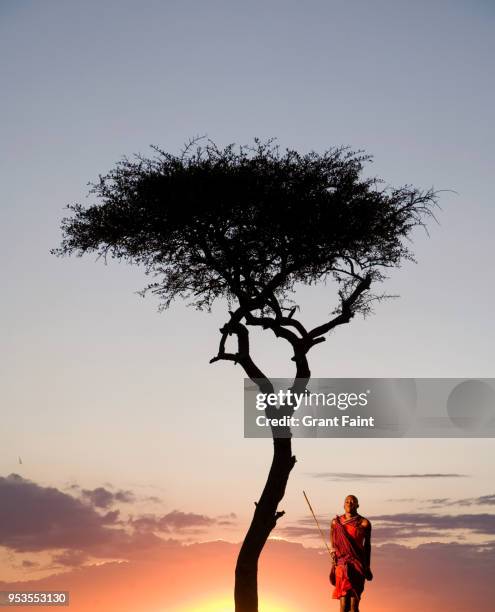 masai guide dancing for tourists at sunset. - nairobi stock pictures, royalty-free photos & images