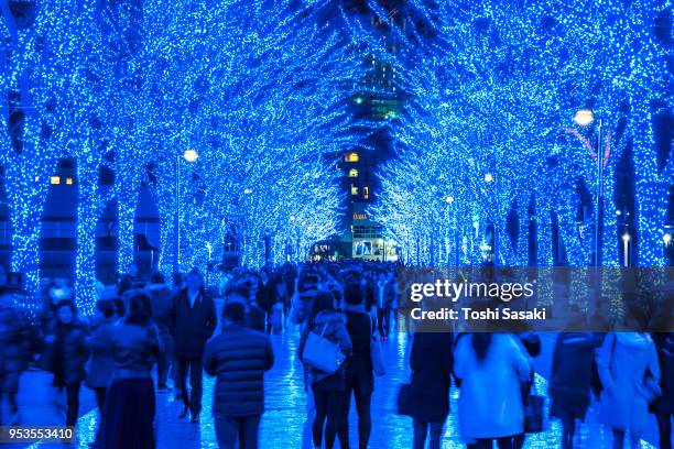 people are walking down and taking photos in the blue cave (ao no dokutsu) keyaki namiki (zelkova tree–lined), which are illuminated by million of blue led lights at yoyogi park shibuya tokyo japan on 11 december 2017. blue led reflects to the path. - japanese zelkova stock pictures, royalty-free photos & images