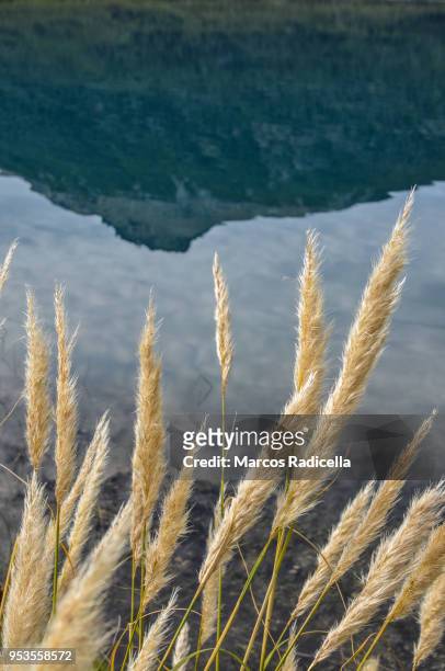 foxtails - radicella stock-fotos und bilder