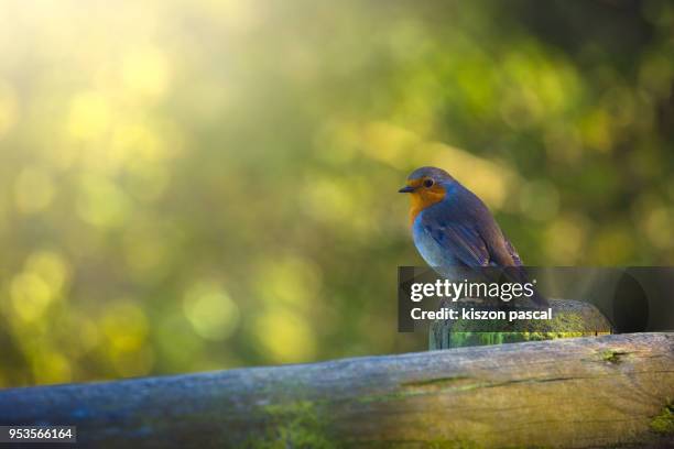 cute robin bird in park with sunlight . - フランス　公園 ストックフォトと画像