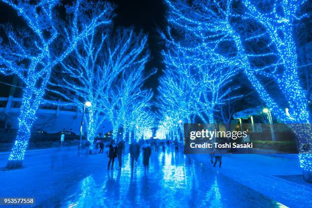 people are walking down and taking photos in the blue cave (ao no dokutsu) keyaki namiki (zelkova tree–lined), which are illuminated by million of blue led lights at yoyogi park shibuya tokyo japan on 07 december 2017. blue led reflects to the path. - japanese zelkova stock pictures, royalty-free photos & images