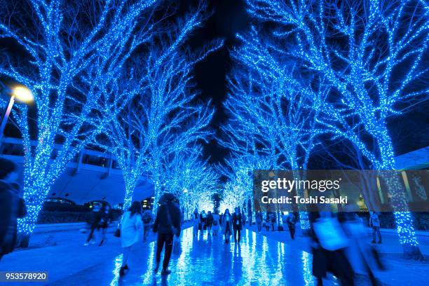 people are walking down and taking photos in the blue cave (ao no dokutsu) keyaki namiki (zelkova tree–lined), which are illuminated by million of blue led lights at yoyogi park shibuya tokyo japan on 11 december 2017. blue led reflects to the path. - japanese zelkova stock pictures, royalty-free photos & images