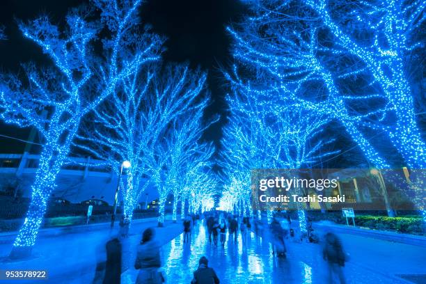 people are walking down and taking photos in the blue cave (ao no dokutsu) keyaki namiki (zelkova tree–lined), which are illuminated by million of blue led lights at yoyogi park shibuya tokyo japan on 07 december 2017. blue led reflects to the path. - japanese zelkova stock pictures, royalty-free photos & images