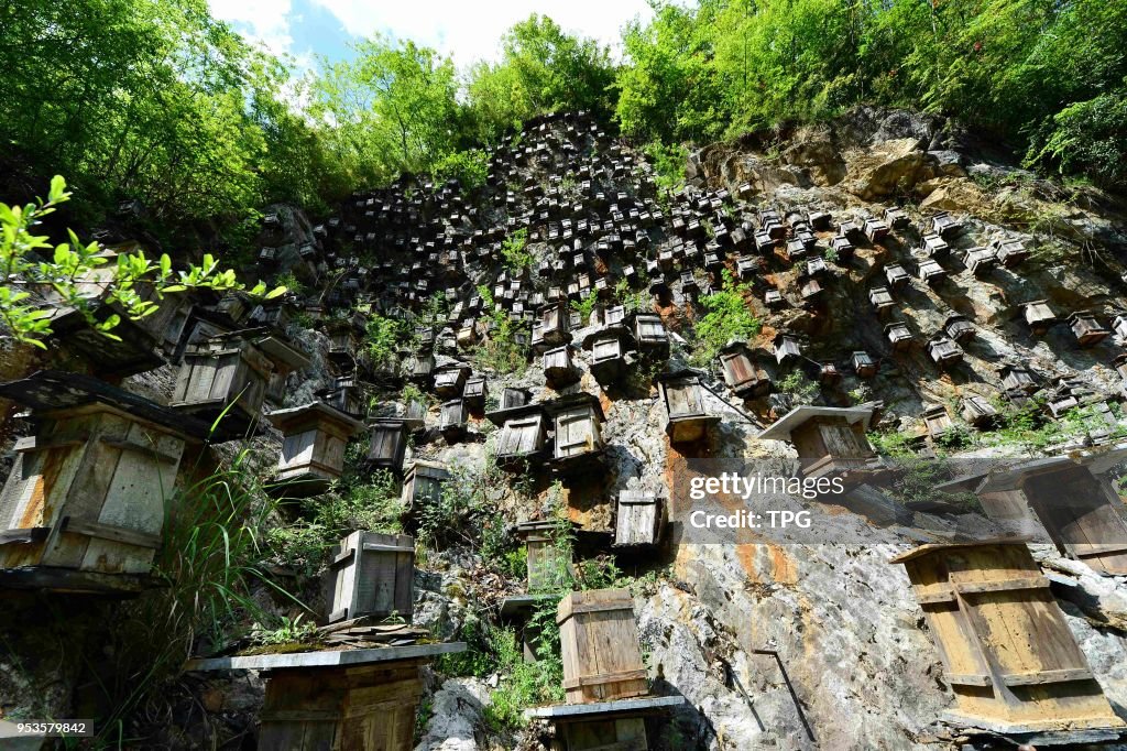 Bee-keeping on cliff