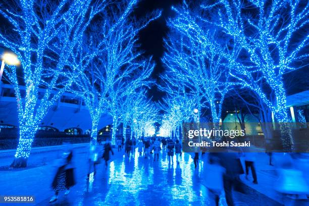 people are walking down and taking photos in the blue cave (ao no dokutsu) keyaki namiki (zelkova tree–lined), which are illuminated by million of blue led lights at yoyogi park shibuya tokyo japan on 11 december 2017. blue led reflects to the path. - japanese zelkova stock pictures, royalty-free photos & images