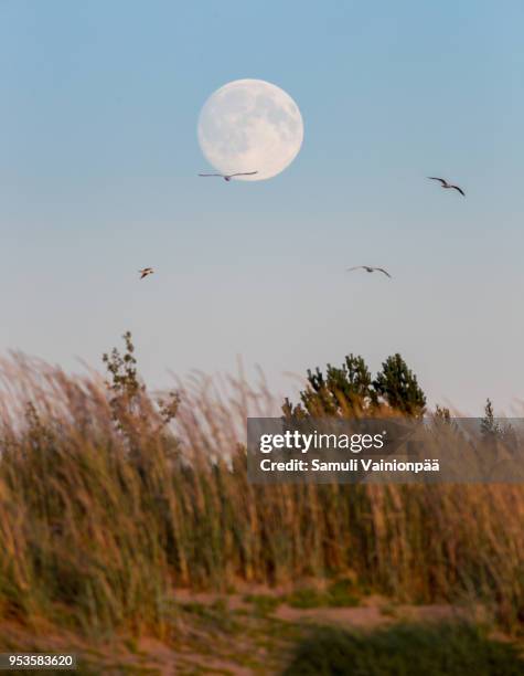 sea eagles and full moon - hailuoto stock pictures, royalty-free photos & images