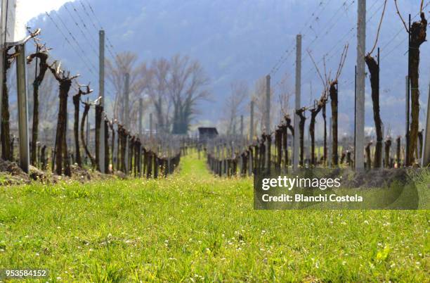 vineyard in dürnstein austria - dürnstein stockfoto's en -beelden