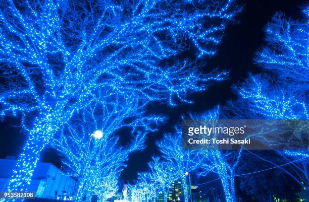 tree-lined blue cave (ao no dokutsu) keyaki namiki (zelkova tree–lined) stands in the night along both side of the path, which are illuminated by million of blue led lights at yoyogi park shibuya tokyo japan on 11 december 2017. - japanese zelkova stock pictures, royalty-free photos & images