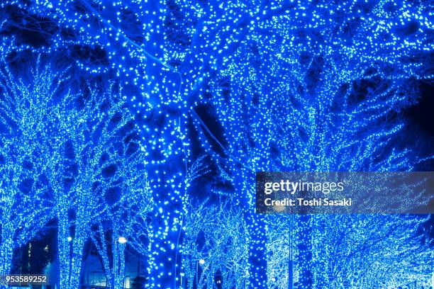 tree-lined blue cave (ao no dokutsu) keyaki namiki (zelkova tree–lined) stands in the night along both side of the path, which are illuminated by million of blue led lights at yoyogi park shibuya tokyo japan on 11 december 2017. - japanese zelkova stock pictures, royalty-free photos & images