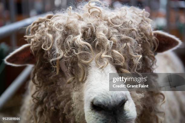 close up of sheep - sheep funny stock pictures, royalty-free photos & images