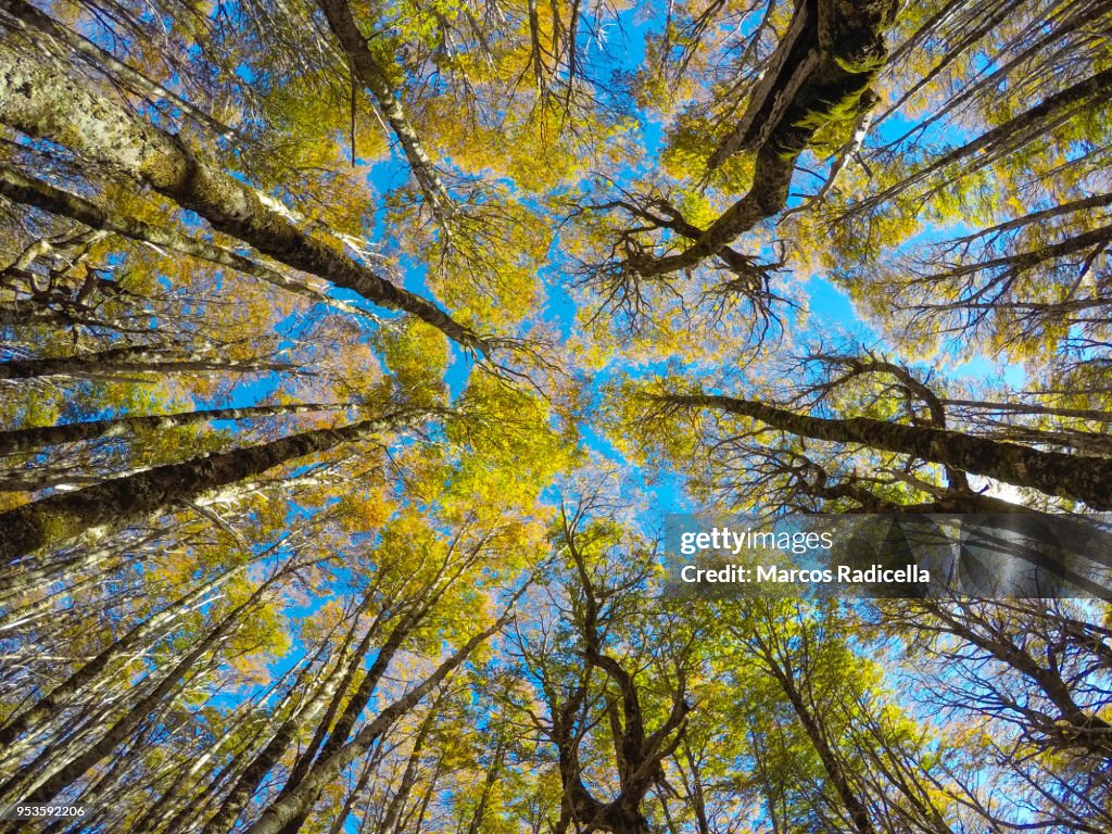 Surrounded by trees in a patagonic forest