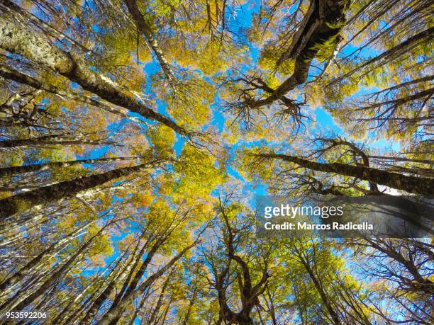 surrounded by trees in a patagonic forest - radicella photos et images de collection