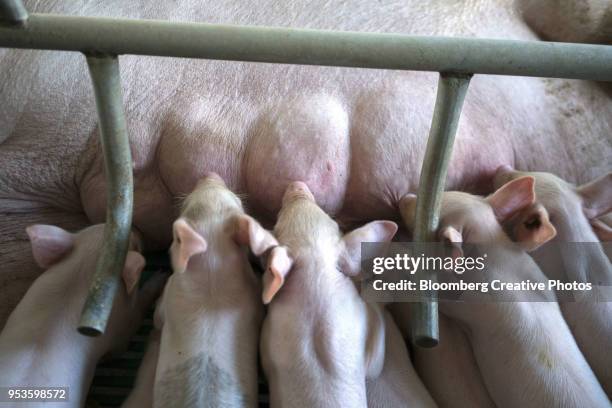 piglets suckle from a sow at a pig farm - keutje stockfoto's en -beelden