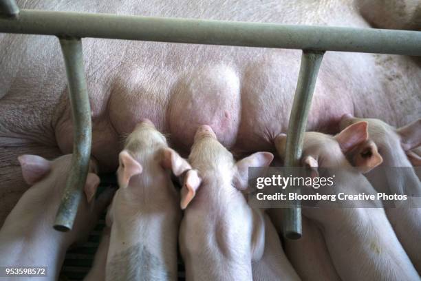 piglets suckle from a sow at a pig farm - sow stock pictures, royalty-free photos & images