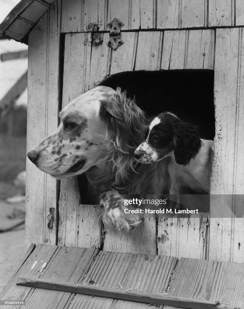 DOGS LOOKING THROUGH DOG HOUSE WINDOW