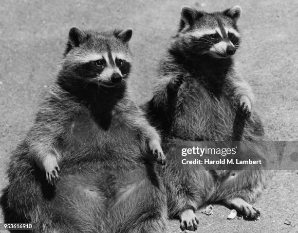 PAIR OF RACCOONS SITTING TOGETHER ON GROUND