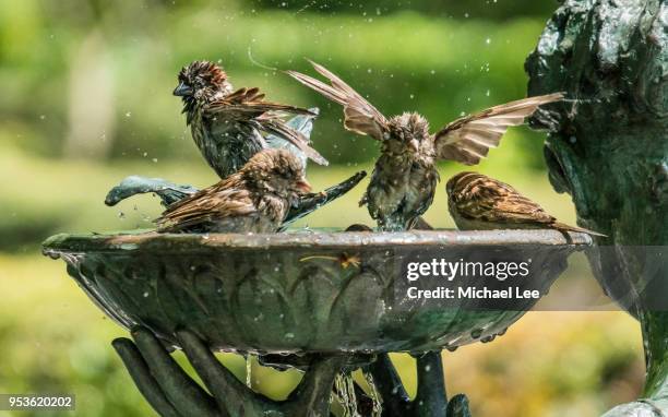 bird bath in central park - new york - sparrow stock pictures, royalty-free photos & images