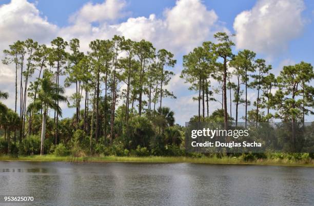 south florida pine rockland forest along a small lake - douglas fir stock-fotos und bilder