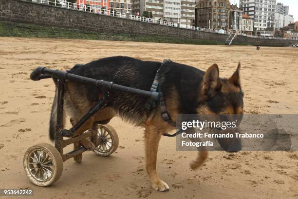 dog in a wheelchair - praia stock pictures, royalty-free photos & images