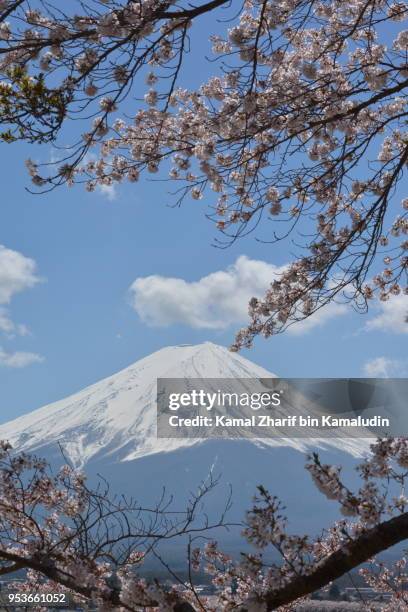 mt fuji and sakura - kamal zharif stockfoto's en -beelden