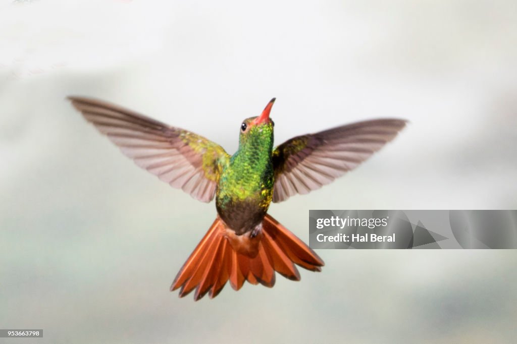 Rusous-Tailed Hummingbird flying