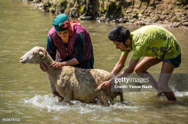 592 Sheep Washing Stock Photos, High-Res Pictures, and Images - Getty ...