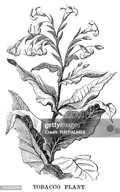 tobacco plant engraving 1871 - tobacco crop stock illustrations