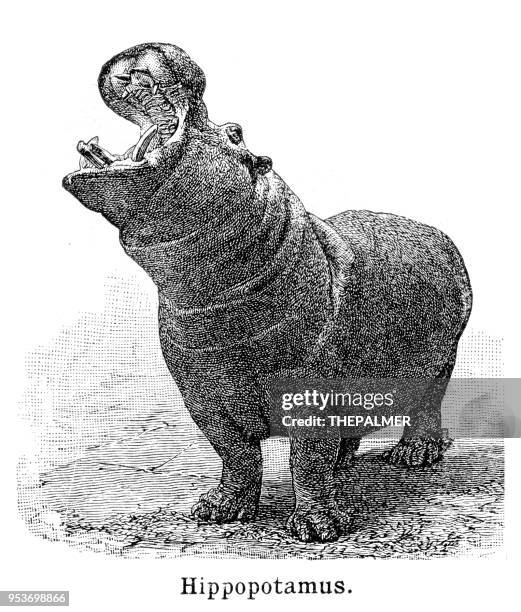 hippopotamus engraving 1897 - hippopotamus stock illustrations