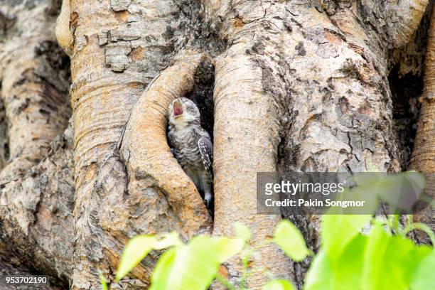 spotted owlet athene brama bird in tree hollow - brama stock pictures, royalty-free photos & images