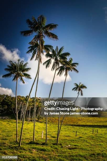 palm trees, lord howe island - palm island australia stock pictures, royalty-free photos & images