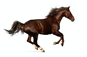 Realistic illustration of budenny horse galloping