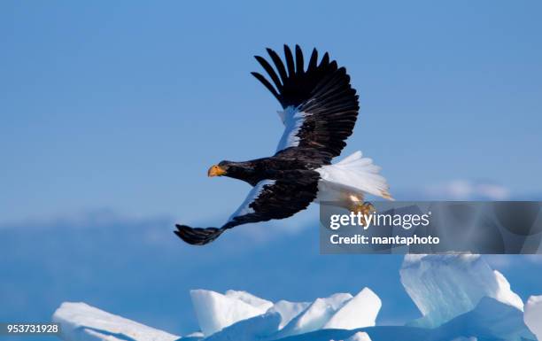 steller's sea eagle - stellers sea eagle stock pictures, royalty-free photos & images
