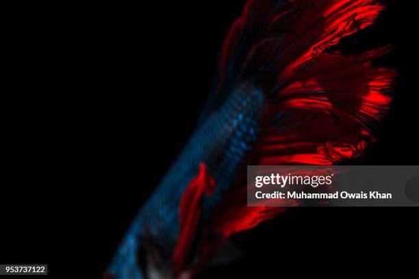 Muhammad Fish 1,849 Muhammad Fish Stock Photos, High-Res Pictures, and Images - Getty ...