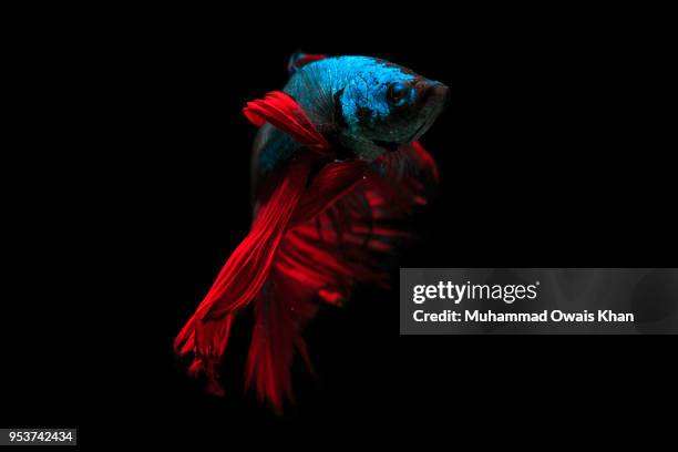 Muhammad Fish 1,849 Muhammad Fish Stock Photos, High-Res Pictures, and Images - Getty ...