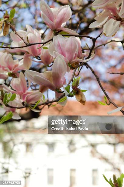 magnolia flowers with beautiful building at background - isabel pavia stock pictures, royalty-free photos & images