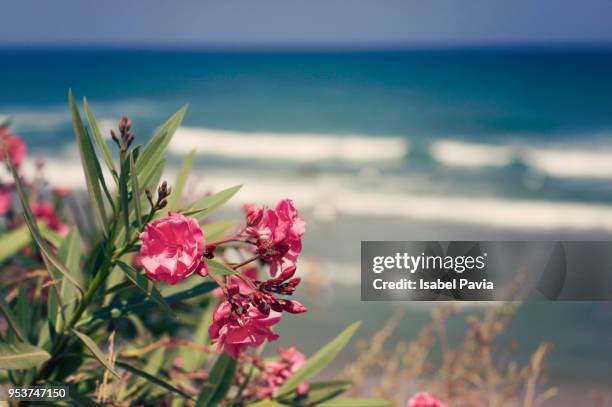 flowers behind the sea - isabel pavia stock pictures, royalty-free photos & images